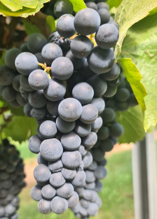 Pinot nova 20260907 143456